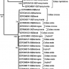 coi cladogram crocea-erate